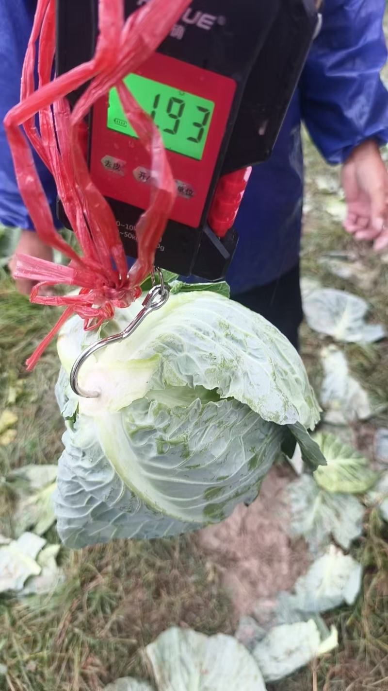 湖北奥奇娜甘蓝平包甘蓝基地直供保质保量/批发量大优惠