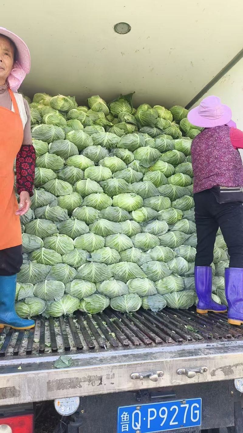 湖北奥奇娜甘蓝平包甘蓝基地直供保质保量/批发量大优惠