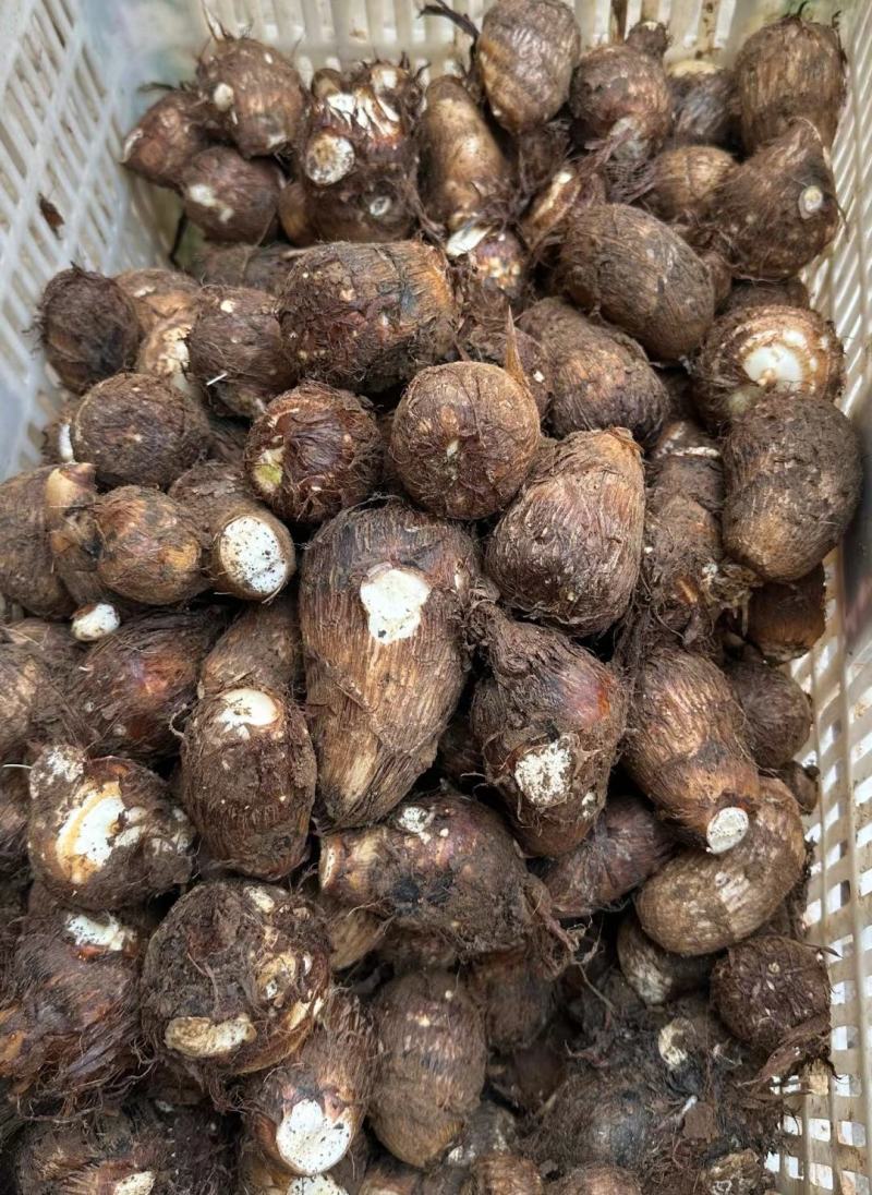 精品芋头，毛芋头大量供应，货源充足，对接各大电商商超市场