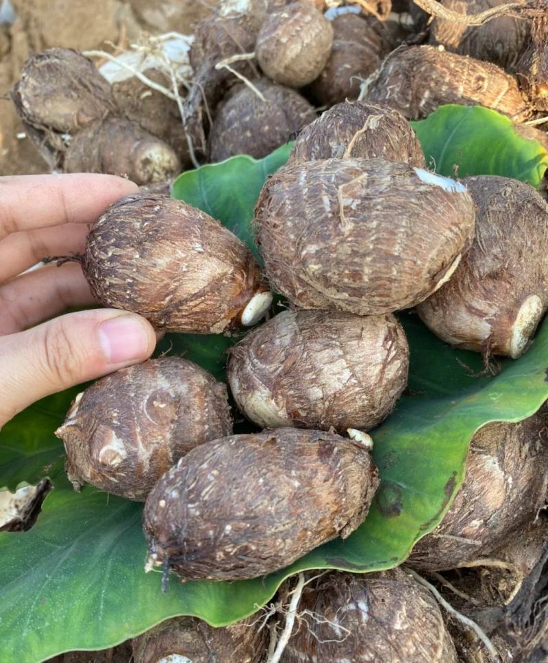 精品芋头，毛芋头大量供应，货源充足，对接各大电商商超市场