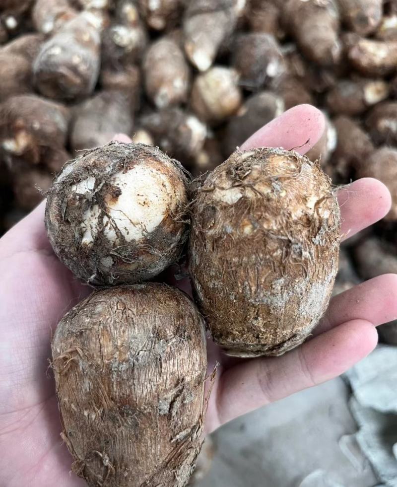 精品芋头，毛芋头大量供应，货源充足，对接各大电商商超市场
