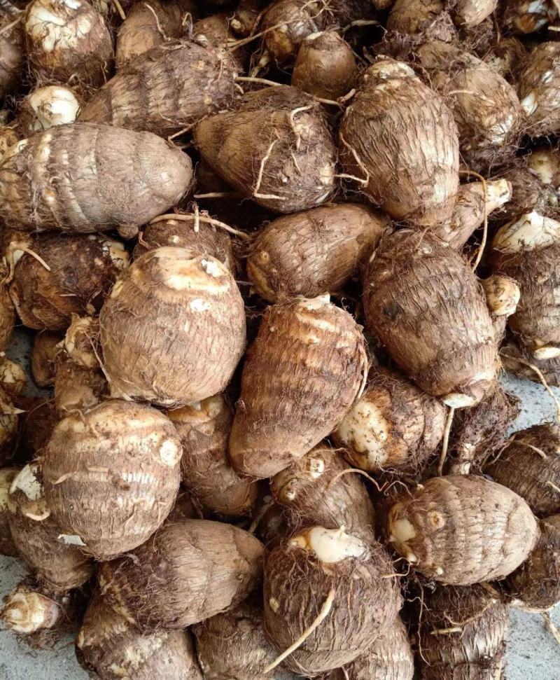 精品芋头，毛芋头大量供应，货源充足，对接各大电商商超市场