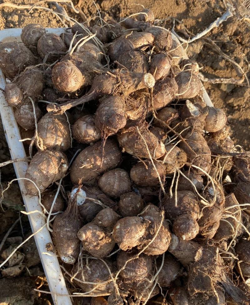 精品芋头，毛芋头大量供应，货源充足，对接各大电商商超市场