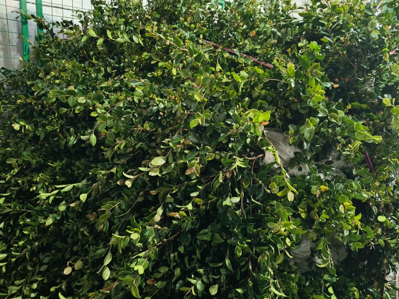 茶梅大杯，基地有量，价格优惠，欢迎来一亩田订购。