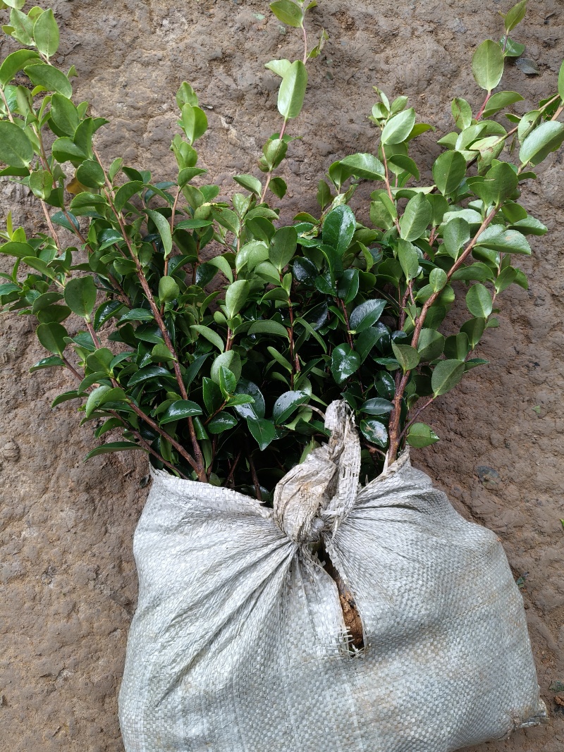 茶梅大杯，基地有量，价格优惠，欢迎来一亩田订购。