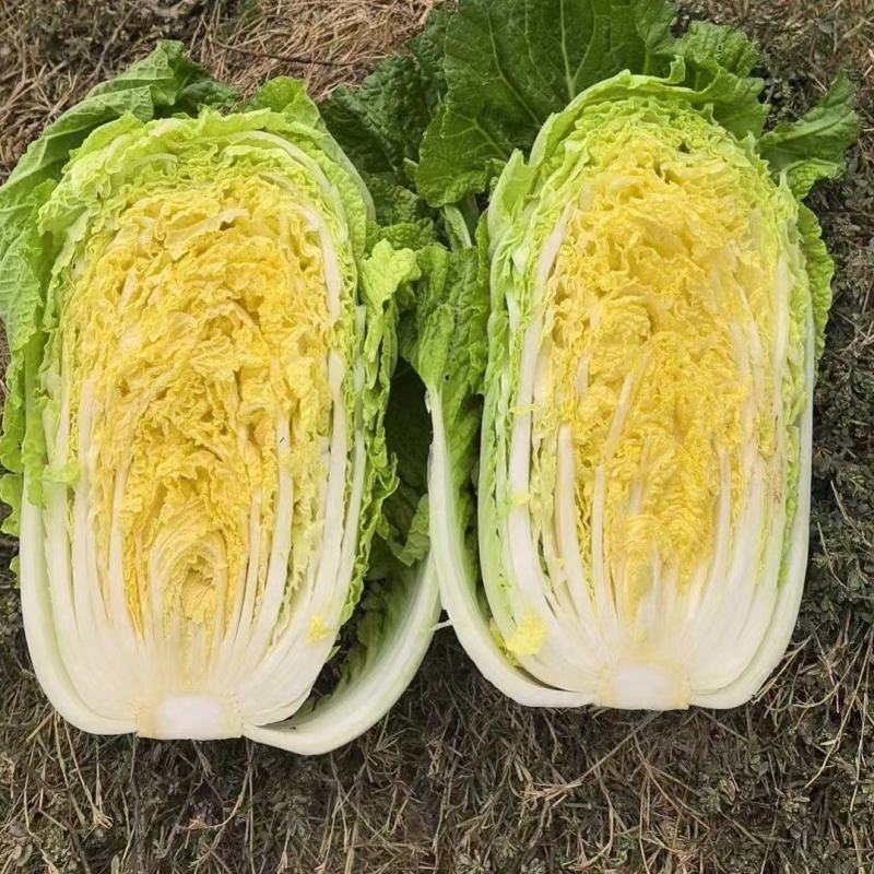 黄心大白菜现货现发产地直供保质保量诚信代办全国代发