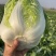 黄心大白菜现货现发产地直供保质保量诚信代办全国代发