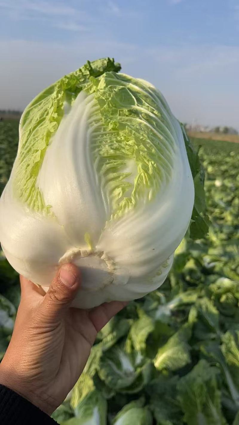 黄心大白菜现货现发产地直供保质保量诚信代办全国代发