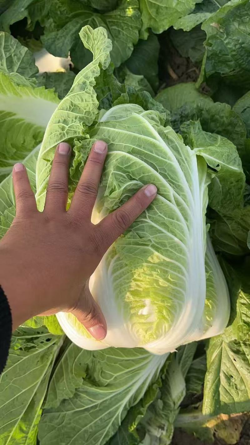 黄心大白菜现货现发产地直供保质保量诚信代办全国代发