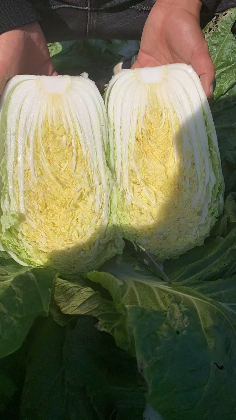 黄心大白菜现货现发产地直供保质保量诚信代办全国代发