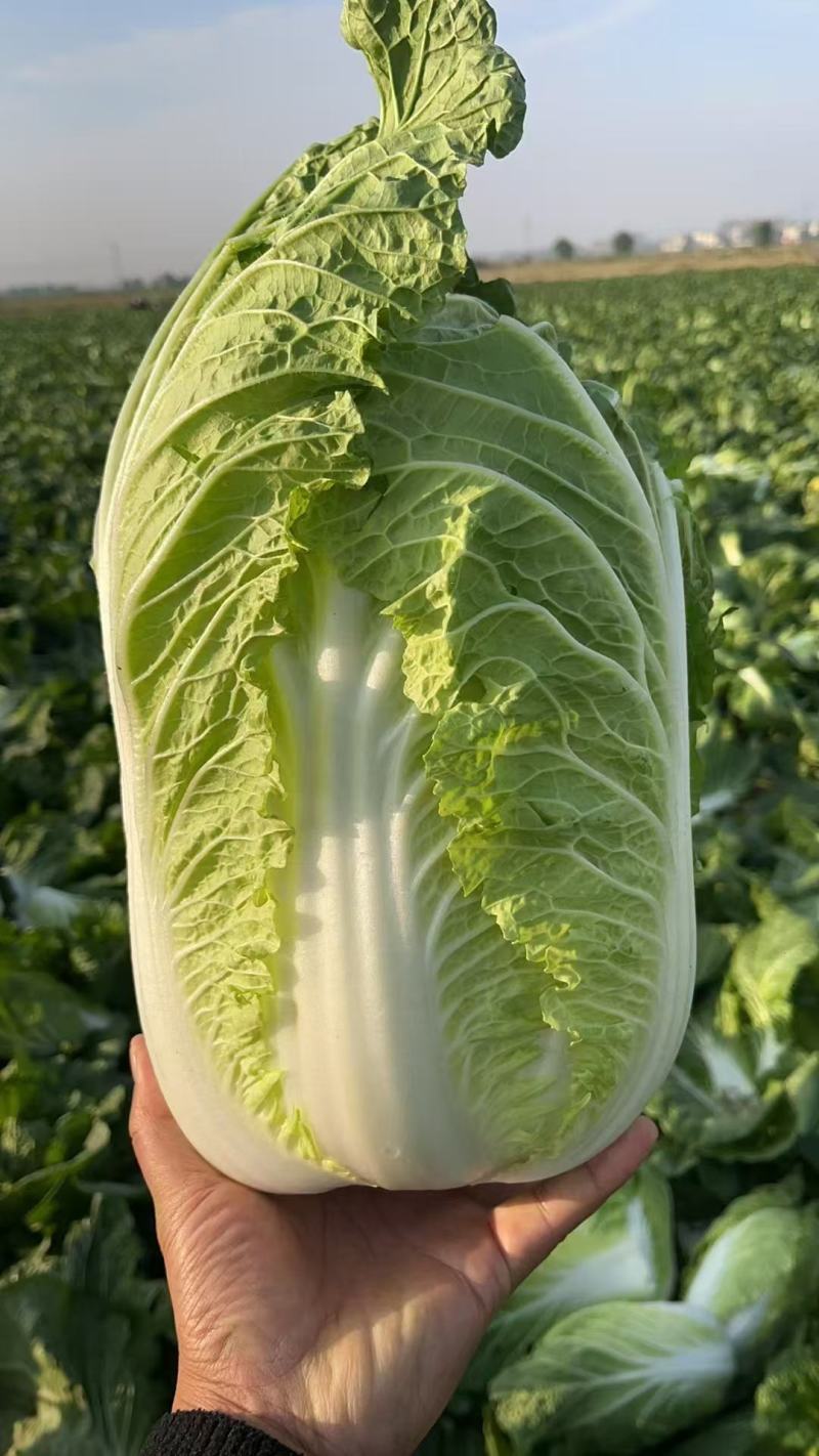 黄心大白菜现货现发产地直供保质保量诚信代办全国代发
