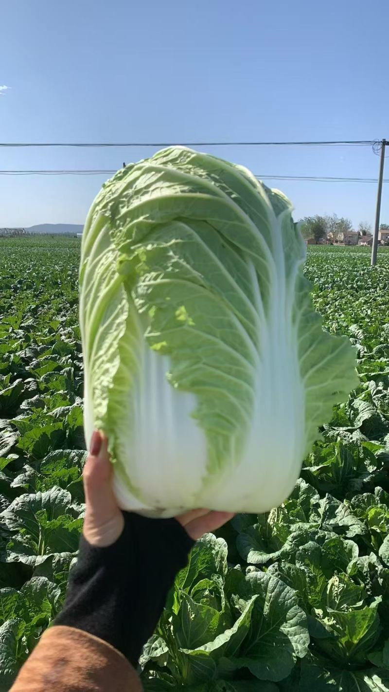 黄心大白菜现货现发产地直供保质保量诚信代办全国代发