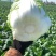 黄心大白菜现货现发产地直供保质保量诚信代办全国代发