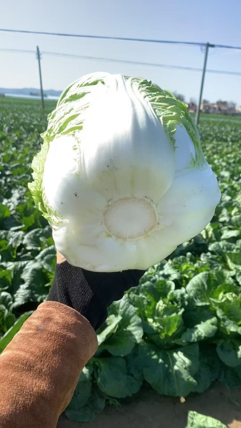 黄心大白菜现货现发产地直供保质保量诚信代办全国代发