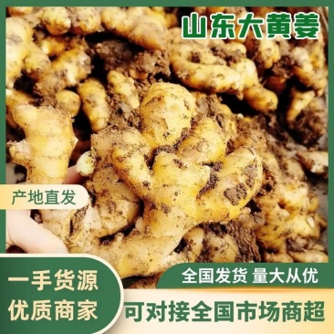 精品货源生姜大量供应。一手货源，全国发货对接各大商超市场