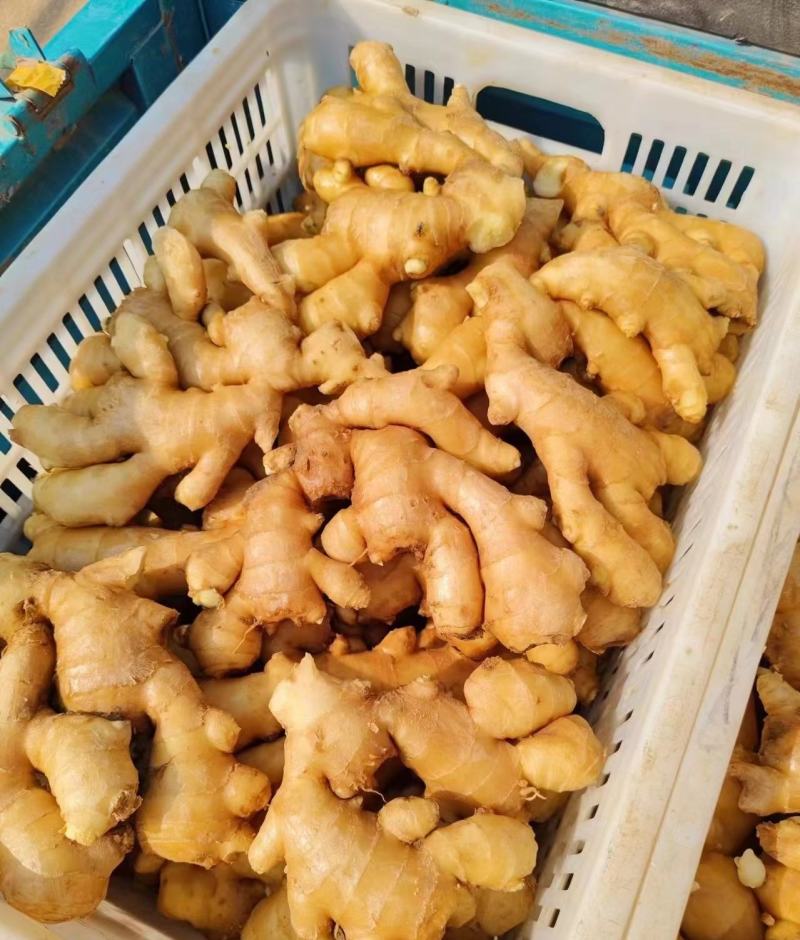 精品货源生姜大量供应。一手货源，全国发货对接各大商超市场