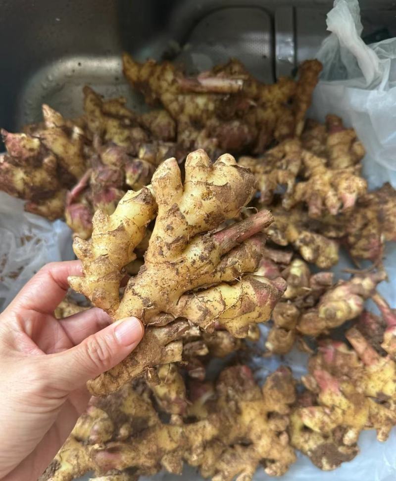 精品货源生姜大量供应。一手货源，全国发货对接各大商超市场