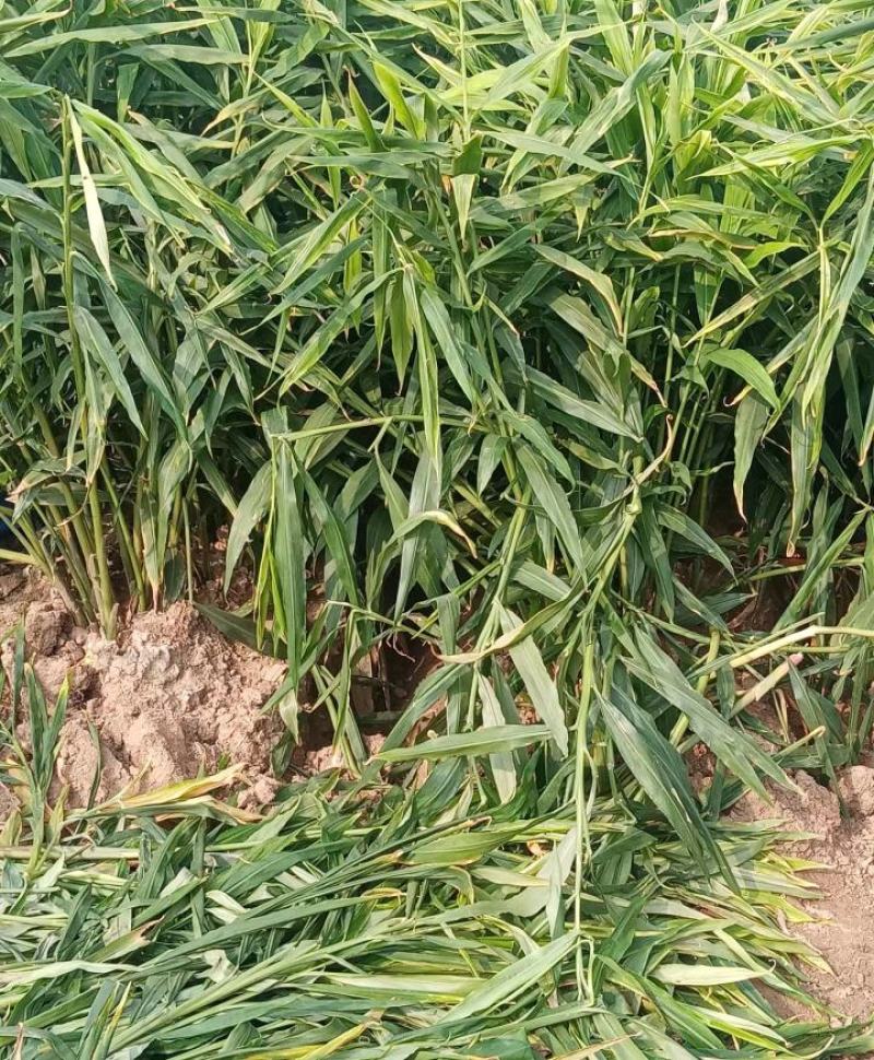 精品货源生姜大量供应。一手货源，全国发货对接各大商超市场