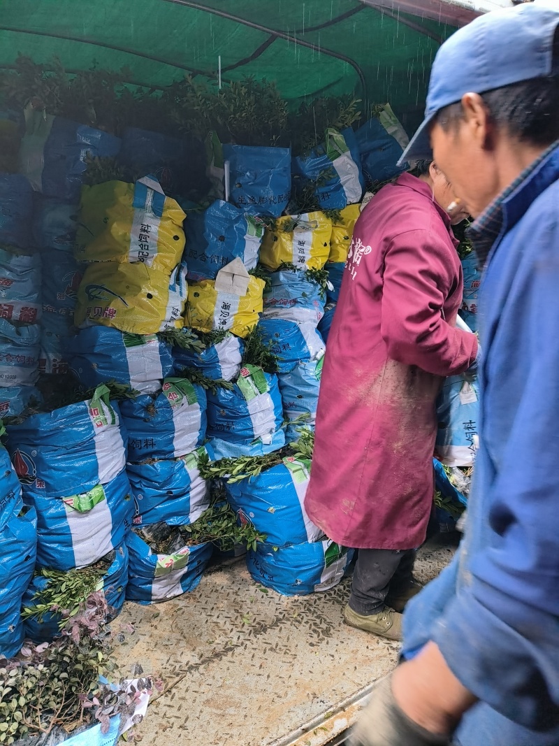毛鹃大杯，基地有量，价格优惠，欢迎来一亩田订购。