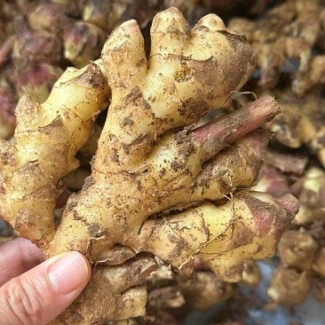 推荐精品货源，生姜大量供应，对接各大市场，坏烂包赔，诚信
