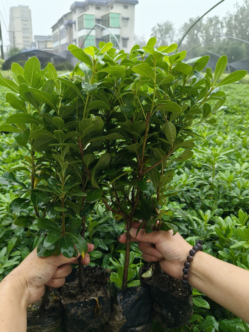 海桐大杯，叶片漂亮，价格优，欢迎来一亩田订购。