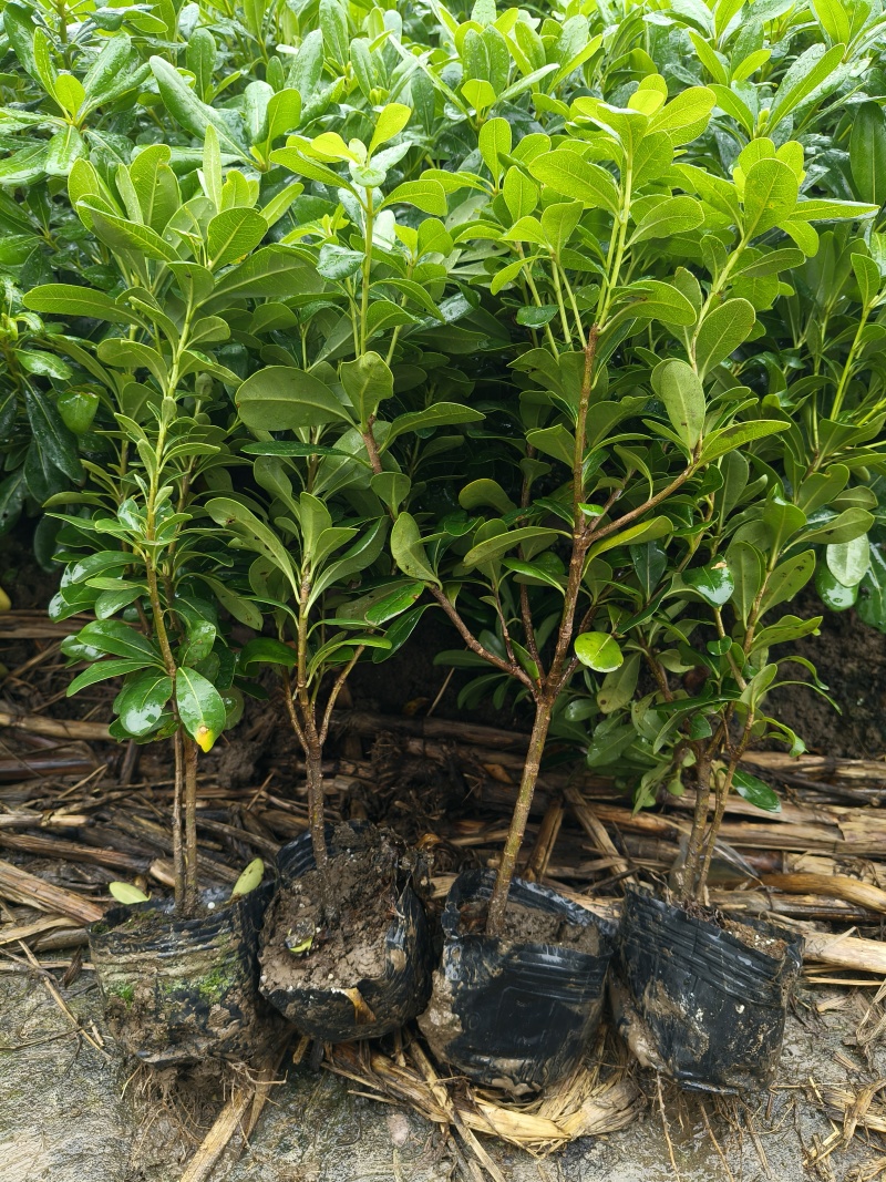 海桐大杯，叶片漂亮，价格优，欢迎来一亩田订购。