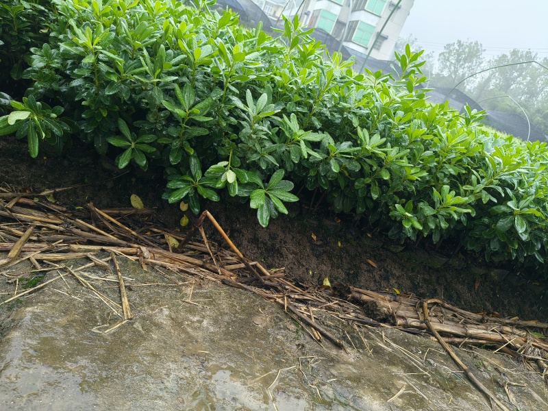 海桐大杯，叶片漂亮，价格优，欢迎来一亩田订购。