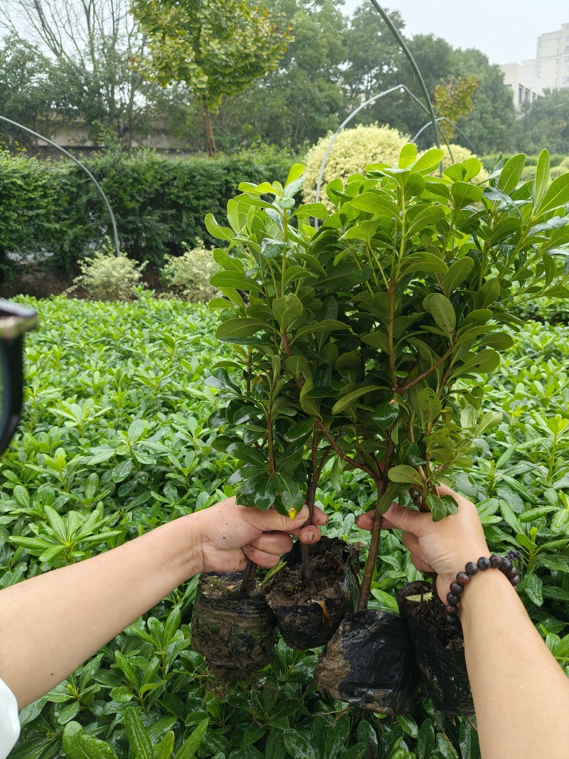 海桐大杯，叶片漂亮，价格优，欢迎来一亩田订购。