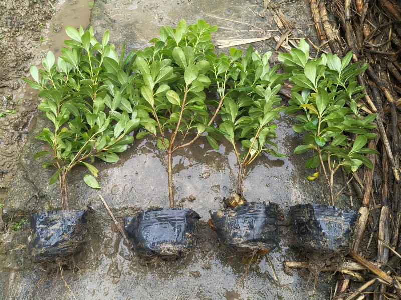 海桐大杯，叶片漂亮，价格优，欢迎来一亩田订购。
