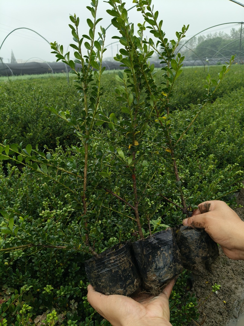 龟甲冬青大杯，基地有量，价优，欢迎来一亩田订购。