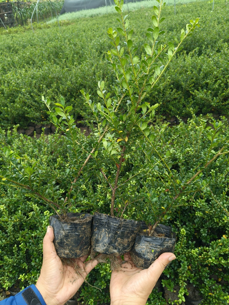 龟甲冬青大杯，基地有量，价优，欢迎来一亩田订购。