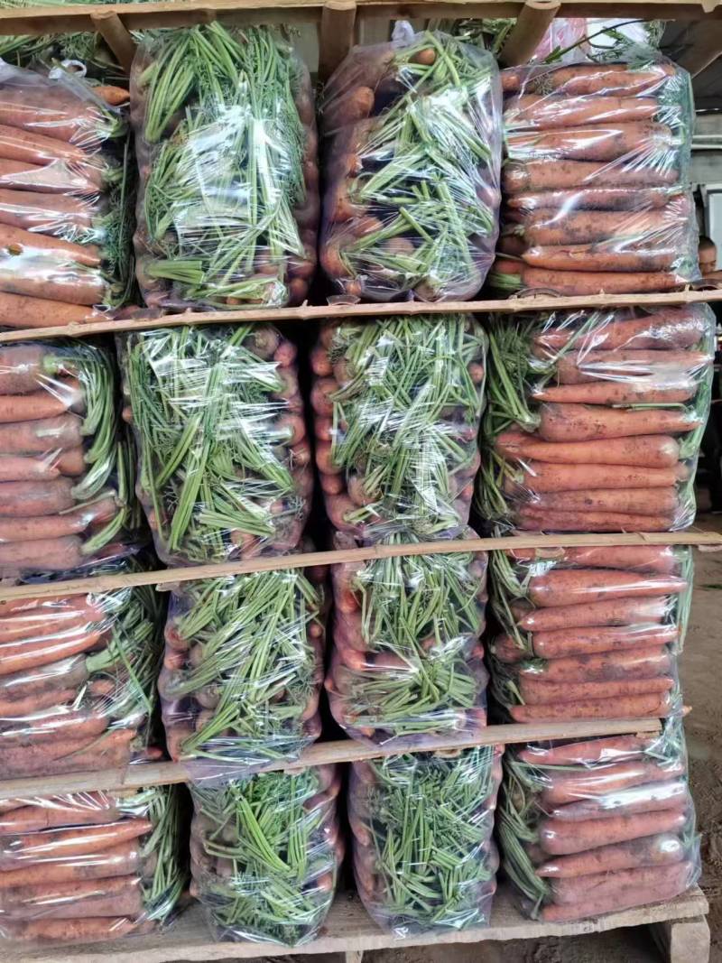 精品胡萝卜带叶红萝卜半苗电商货规格齐全量大从优