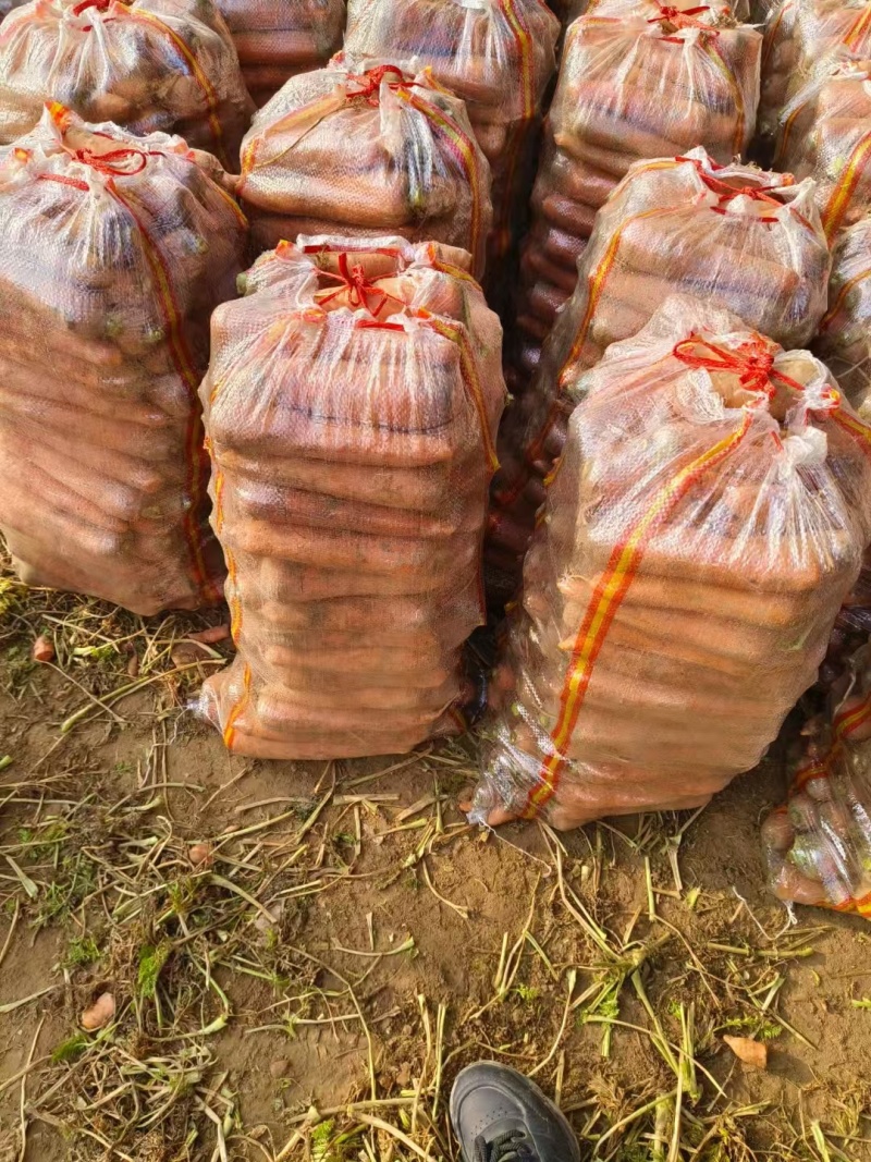 精品胡萝卜带叶红萝卜半苗电商货规格齐全量大从优