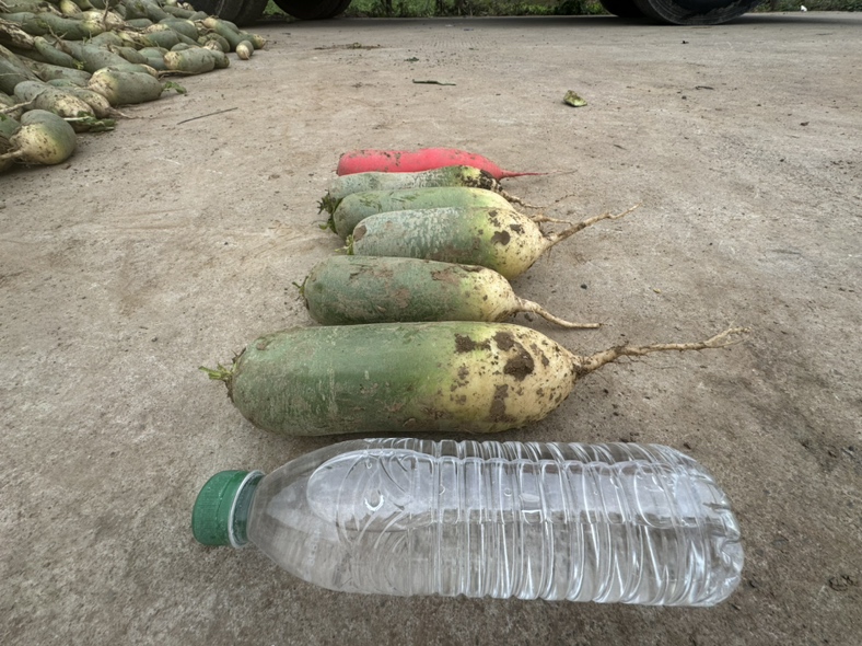 煮好的绿萝卜水盛放在玻璃杯中