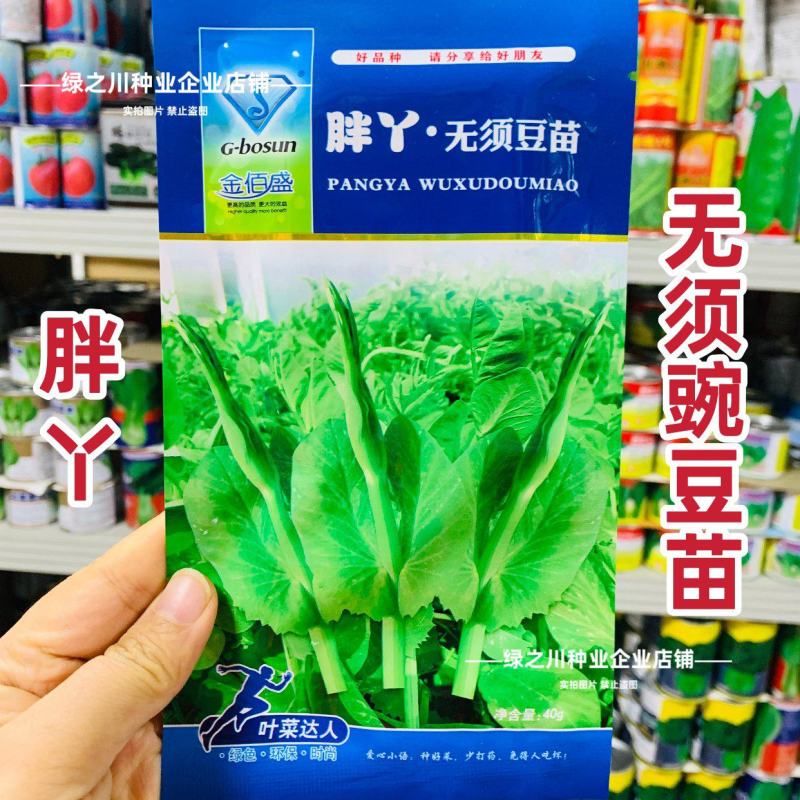 胖丫无须豌豆种子豌豆苗种子四季豌豆尖种籽清香芽苗菜云南豌
