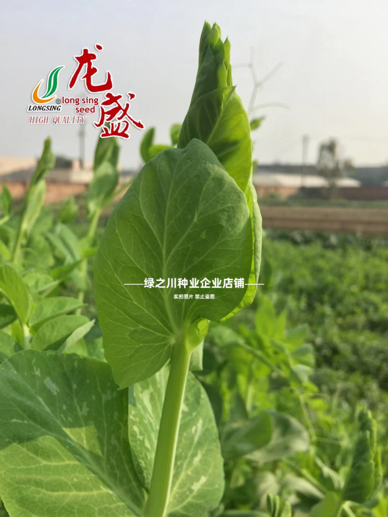 胖丫无须豌豆种子豌豆苗种子四季豌豆尖种籽清香芽苗菜云南豌