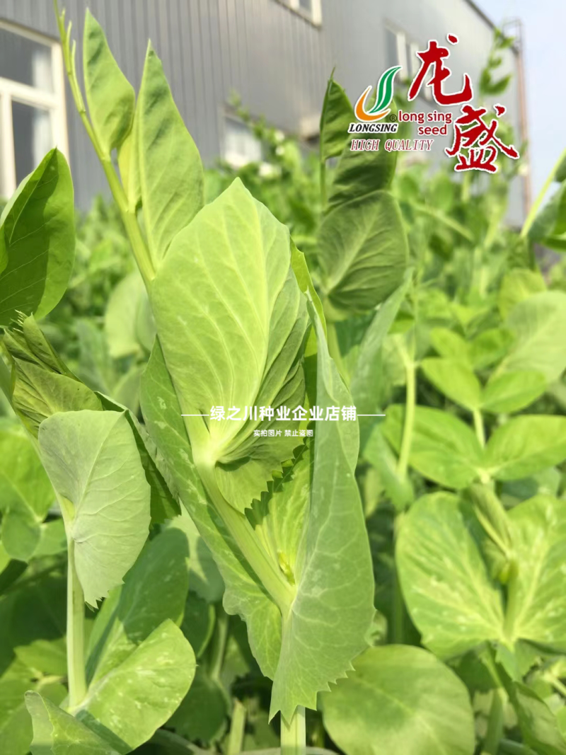 胖丫无须豌豆种子豌豆苗种子四季豌豆尖种籽清香芽苗菜云南豌