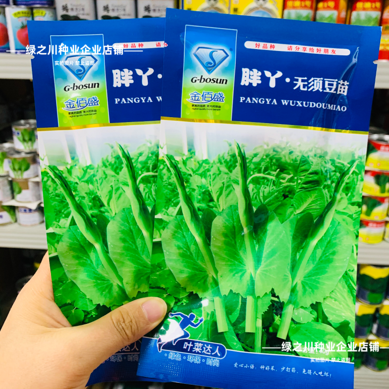 胖丫无须豌豆种子豌豆苗种子四季豌豆尖种籽清香芽苗菜云南豌