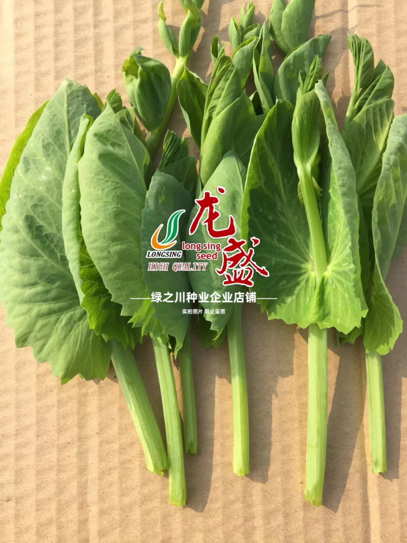 胖丫无须豌豆种子豌豆苗种子四季豌豆尖种籽清香芽苗菜云南豌