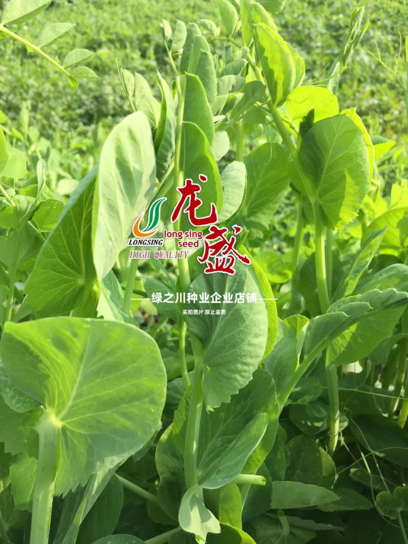 胖丫无须豌豆种子豌豆苗种子四季豌豆尖种籽清香芽苗菜云南豌