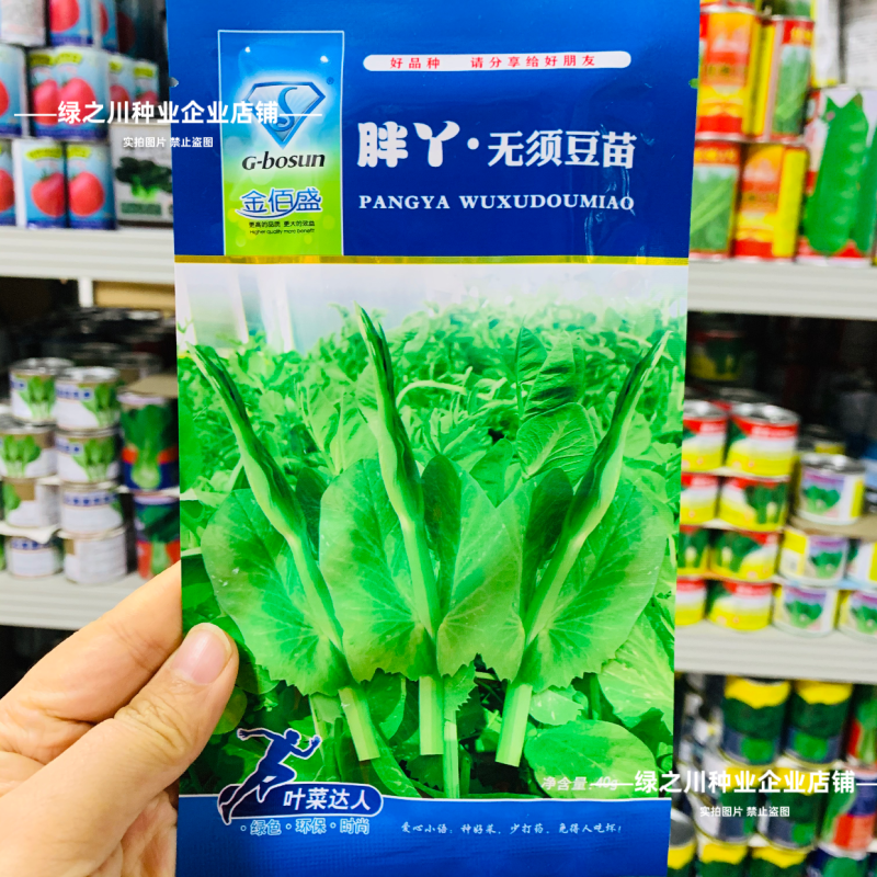 胖丫无须豌豆种子豌豆苗种子四季豌豆尖种籽清香芽苗菜云南豌
