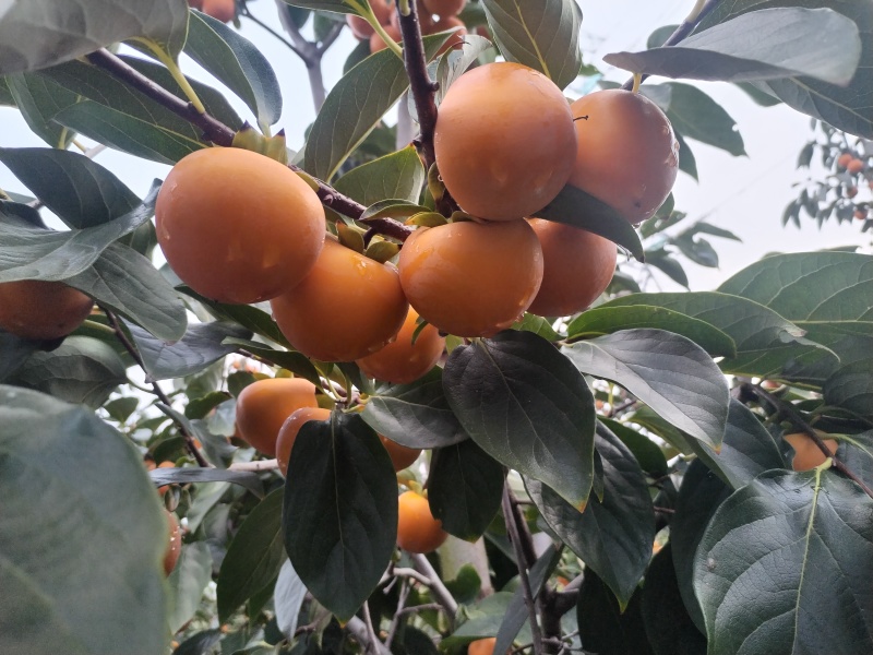 灵宝柿子大面积上市中