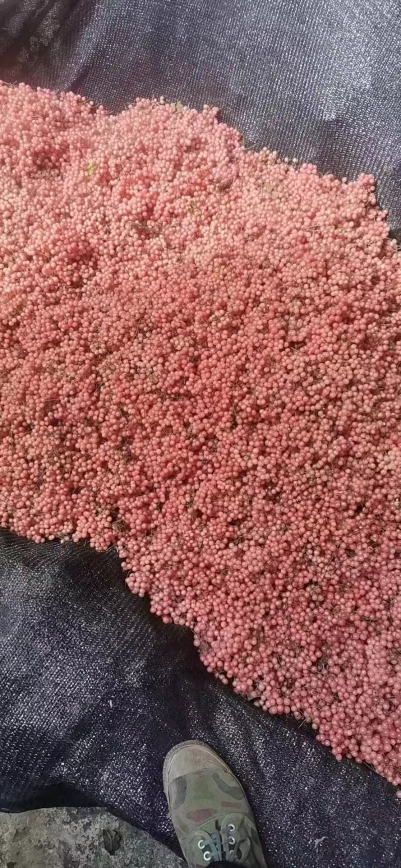 金果榔种子