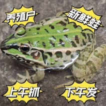 湖北稻田青蛙规格齐全一手货源欢迎咨询