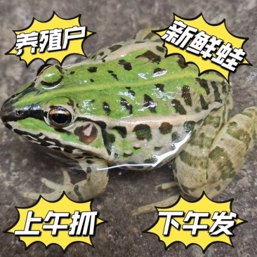 湖北稻田青蛙规格齐全一手货源欢迎咨询