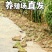 湖北稻田青蛙规格齐全一手货源欢迎咨询