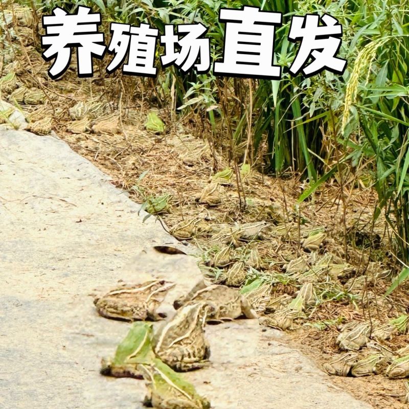 湖北稻田青蛙规格齐全一手货源欢迎咨询