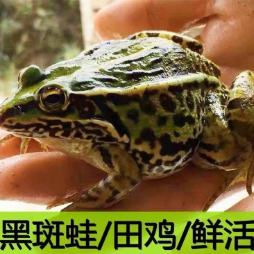 湖北稻田青蛙规格齐全基地直供欢迎咨询