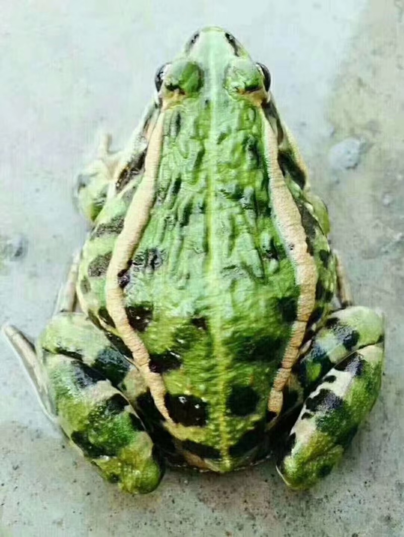 湖北稻田青蛙规格齐全基地直供欢迎咨询
