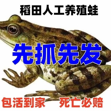 湖北稻田青蛙迷彩蛙规格齐全欢迎咨询